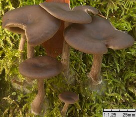 Pseudoclitocybe beschidica (lejkownik beskidzki)