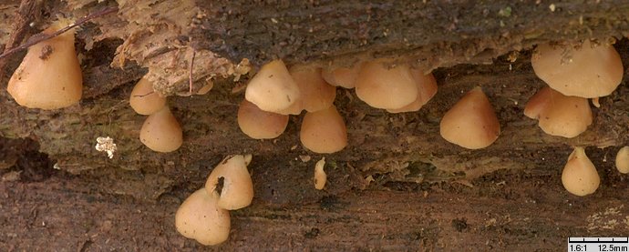 Crepidotus applanatus (ciżmówka płaska)