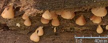 Crepidotus applanatus (ciżmówka płaska)