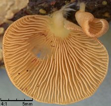 Crepidotus applanatus (ciżmówka płaska)