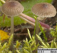 Mycena vulgaris (grzybówka żelatynowoblaszkowa)