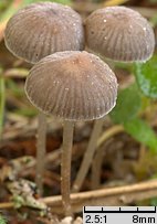 Mycena vulgaris (grzybówka żelatynowoblaszkowa)