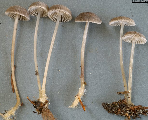 Mycena vulgaris (grzybówka żelatynowoblaszkowa)