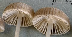 Mycena vulgaris (grzybówka żelatynowoblaszkowa)