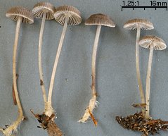 Mycena vulgaris (grzybówka żelatynowoblaszkowa)