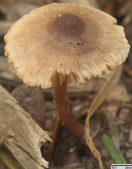 Inocybe petiginosa (strzępiak malutki)