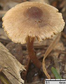 Inocybe petiginosa (strzępiak malutki)