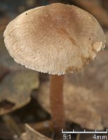 Inocybe petiginosa (strzępiak malutki)