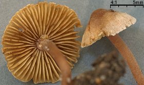 Inocybe petiginosa (strzępiak malutki)