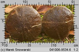 Leccinum scabrum (koźlarz babka)