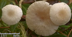 Collybia tuberosa (pieniążek ciemnobulwkowy)