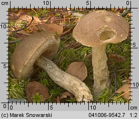 Leccinum scabrum (koźlarz babka)