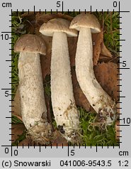 Leccinum scabrum (koźlarz babka)