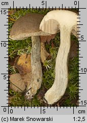 Leccinum scabrum (koźlarz babka)