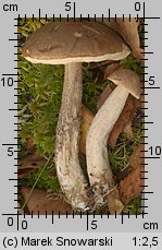 Leccinum scabrum (koźlarz babka)