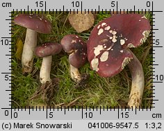 Russula sardonia (gołąbek czerwonofioletowy)