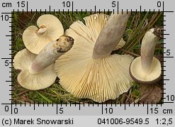 Russula sardonia (gołąbek czerwonofioletowy)