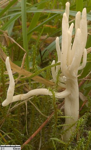 Clavaria rugosa