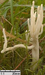 Clavaria rugosa