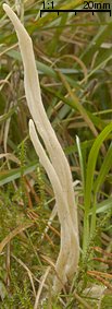 Clavaria rugosa