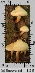 Unidentified-Cortinarius