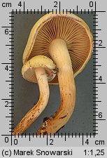 Unidentified-Cortinarius