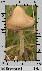 Psilocybe semilanceata (łysiczka lancetowata)