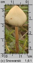 Psilocybe semilanceata (łysiczka lancetowata)