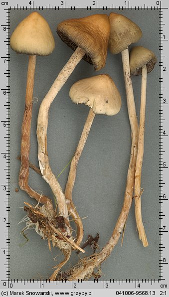 Psilocybe semilanceata (łysiczka lancetowata)