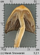 Psilocybe semilanceata (łysiczka lancetowata)