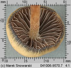 Psilocybe semilanceata (łysiczka lancetowata)