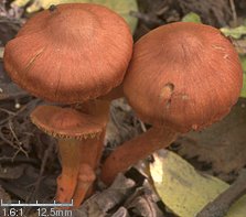 Cortinarius uliginosus (zasłonak bagienny)