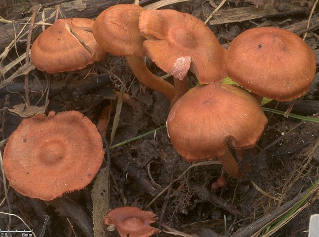 Cortinarius uliginosus (zasłonak bagienny)