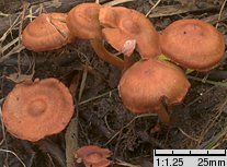 Cortinarius uliginosus (zasłonak bagienny)