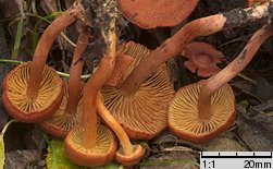 Cortinarius uliginosus (zasłonak bagienny)
