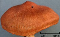 Cortinarius uliginosus (zasłonak bagienny)