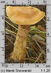 Unidentified-Cortinarius