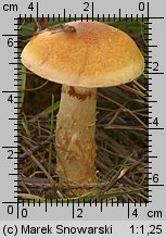 Unidentified-Cortinarius