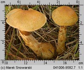 Unidentified-Cortinarius