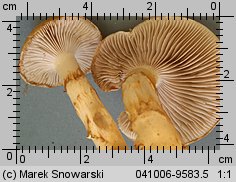 Unidentified-Cortinarius