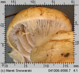 Unidentified-Cortinarius