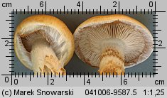 Unidentified-Cortinarius