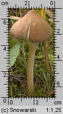 Unidentified-Inocybe