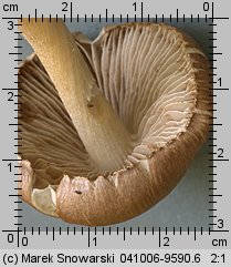 Unidentified-Inocybe