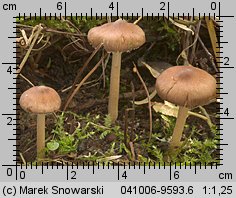 Unidentified-Inocybe