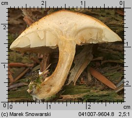 Unidentified-Cortinarius