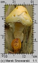 Unidentified-Cortinarius