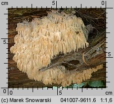 Hericium flagellum (soplówka jodłowa)