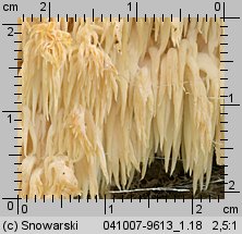 Hericium flagellum (soplówka jodłowa)