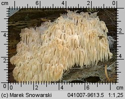 Hericium flagellum (soplówka jodłowa)